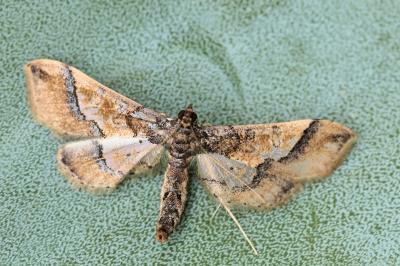 Hydriris ornatalis