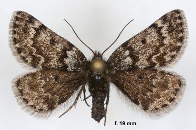 Psodos coracina