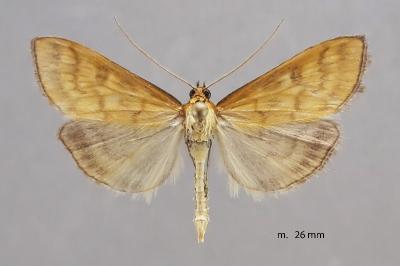 Mecyna flavalis