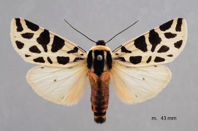 Cymbalophora pudica