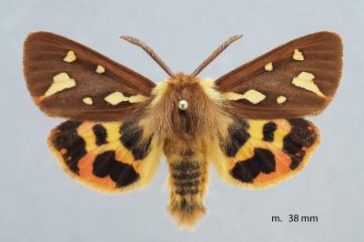 Arctia testudinaria