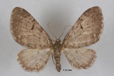 Eupithecia actaeata
