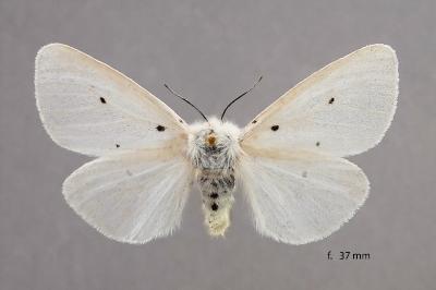 Diaphora mendica