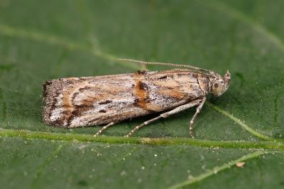 Asalebria florella