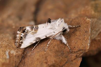 Calophasia opalina