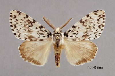 Lymantria monacha