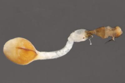 Scoparia basistrigalis