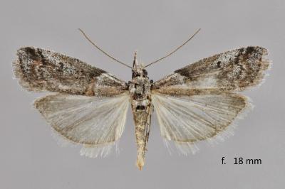 Acrobasis obliqua
