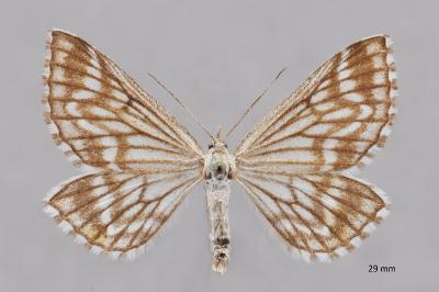 Schistostege decussata