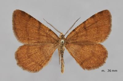 Macaria brunneata