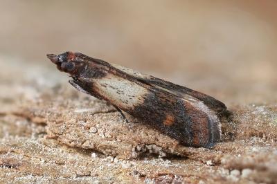Plodia interpunctella