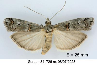 Pempelia palumbella