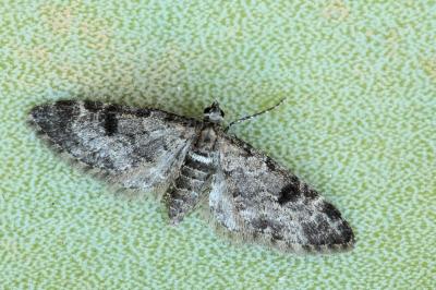 Eupithecia manniaria