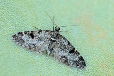 Eupithecia manniaria