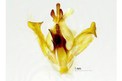 Drymonia dodonaea