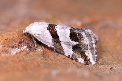 Eublemma candidana