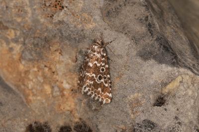 Alvaradoia disjecta