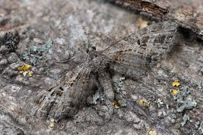Eupithecia exiguata
