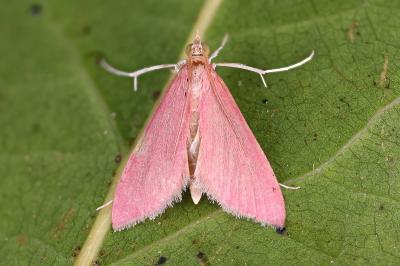Pyrausta inornatalis