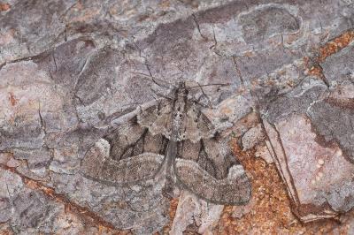 Epilobophora sabinata