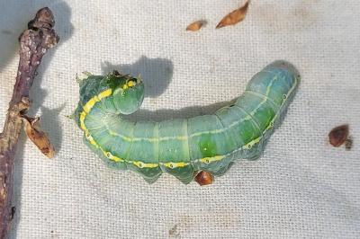 Drymonia ruficornis