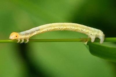 Earophila badiata