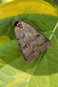 Lygephila viciae