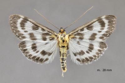 Anania hortulata