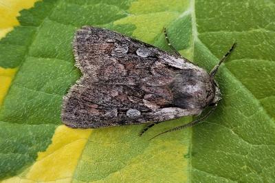 Violaphotia molothina