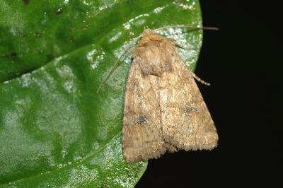 Atypha pulmonaris