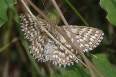Scopula tessellaria