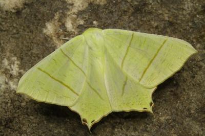 Ourapteryx sambucaria