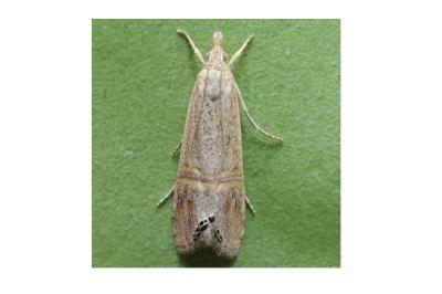 Euchromius ocellea