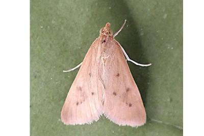 Achyra nudalis