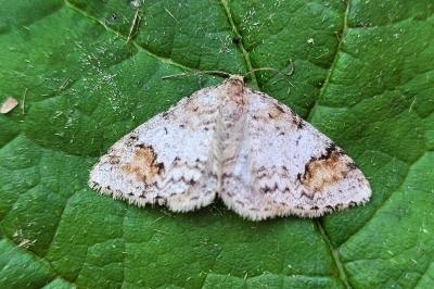 Venusia blomeri