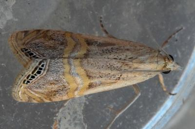 Euchromius ocellea