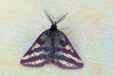 Lythria plumularia