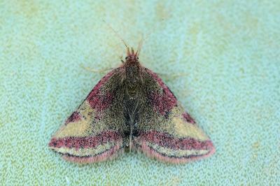 Lythria plumularia