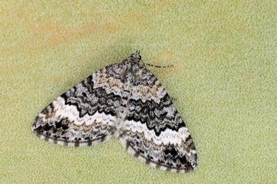 Colostygia turbata turbata
