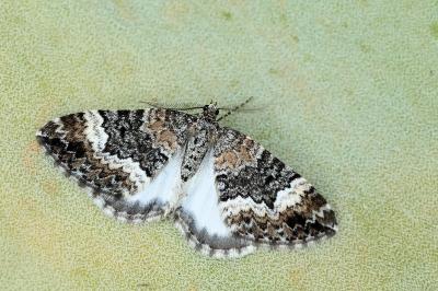 Colostygia turbata