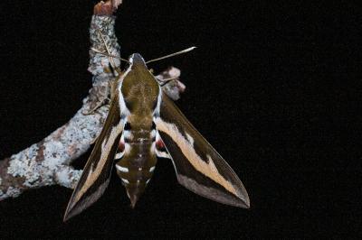 Hyles gallii