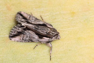 Calliergis ramosa
