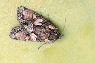 Lacanobia contigua