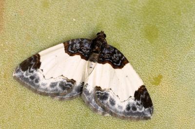 Mesoleuca albicillata
