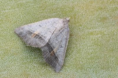 Macaria artesiaria