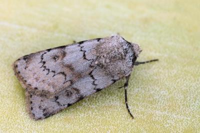 Agrotis cinerea