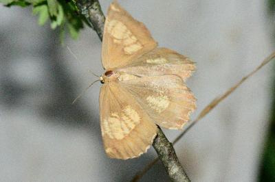 Angerona prunaria