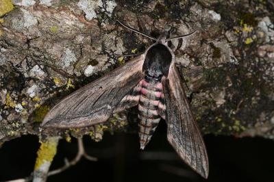 Sphinx ligustri