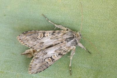 Cucullia artemisiae