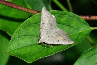 Macaria artesiaria